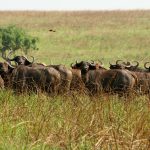 Parc national de la Garamba en RDC