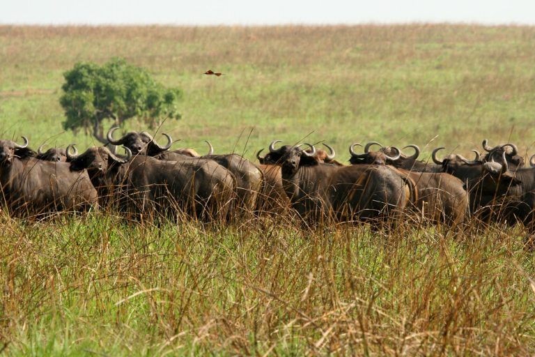 Parc national de la Garamba en RDC