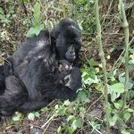 Gorilles Rugendo, parc des Virunga en RDC