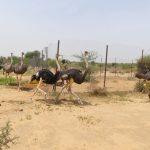 AUTRUCHES D'AFRIQUE DU NORD - RESERVE DE GADABEDJI