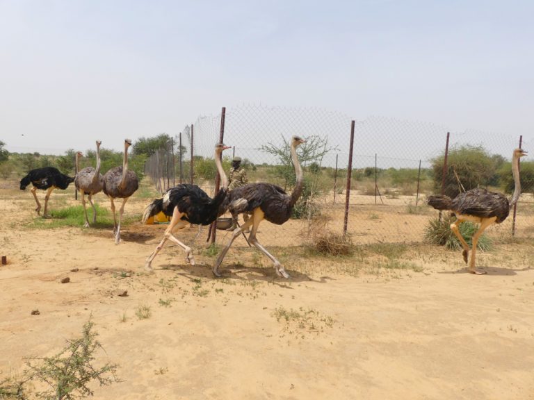 AUTRUCHES D'AFRIQUE DU NORD - RESERVE DE GADABEDJI