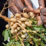 Culture arachides au Sénégal