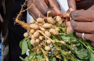 Culture arachides au Sénégal