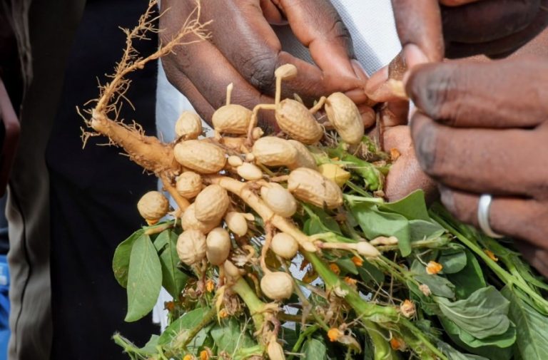 Culture arachides au Sénégal
