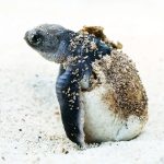 Une tortue verte sur la plage en Tanzanie