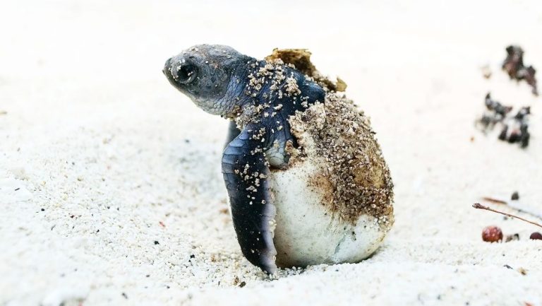 Une tortue verte sur la plage en Tanzanie