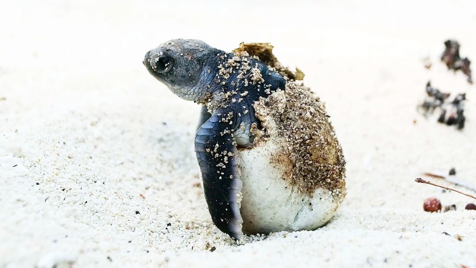 Une tortue verte sur la plage en Tanzanie