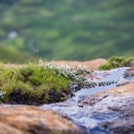 parc national des Grasslands en Afrique du Sud