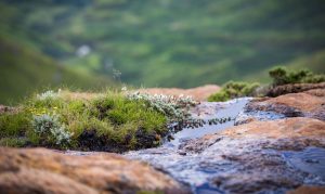 parc national des Grasslands en Afrique du Sud